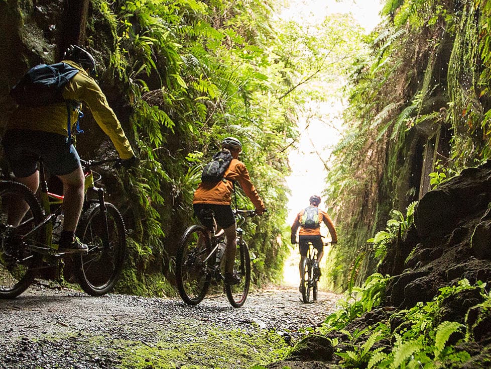 Mountain bikers riding through fern-lined gorge on rugged forest track