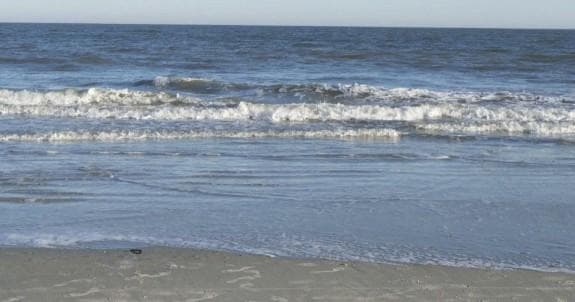 Explore Tybee Island's North Beach: Guided Marine Science Walk and Center Admission