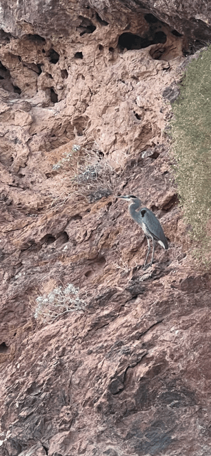 Hoover Dam Raft Tour: Black Canyon Bird Photography from River Level photo 3