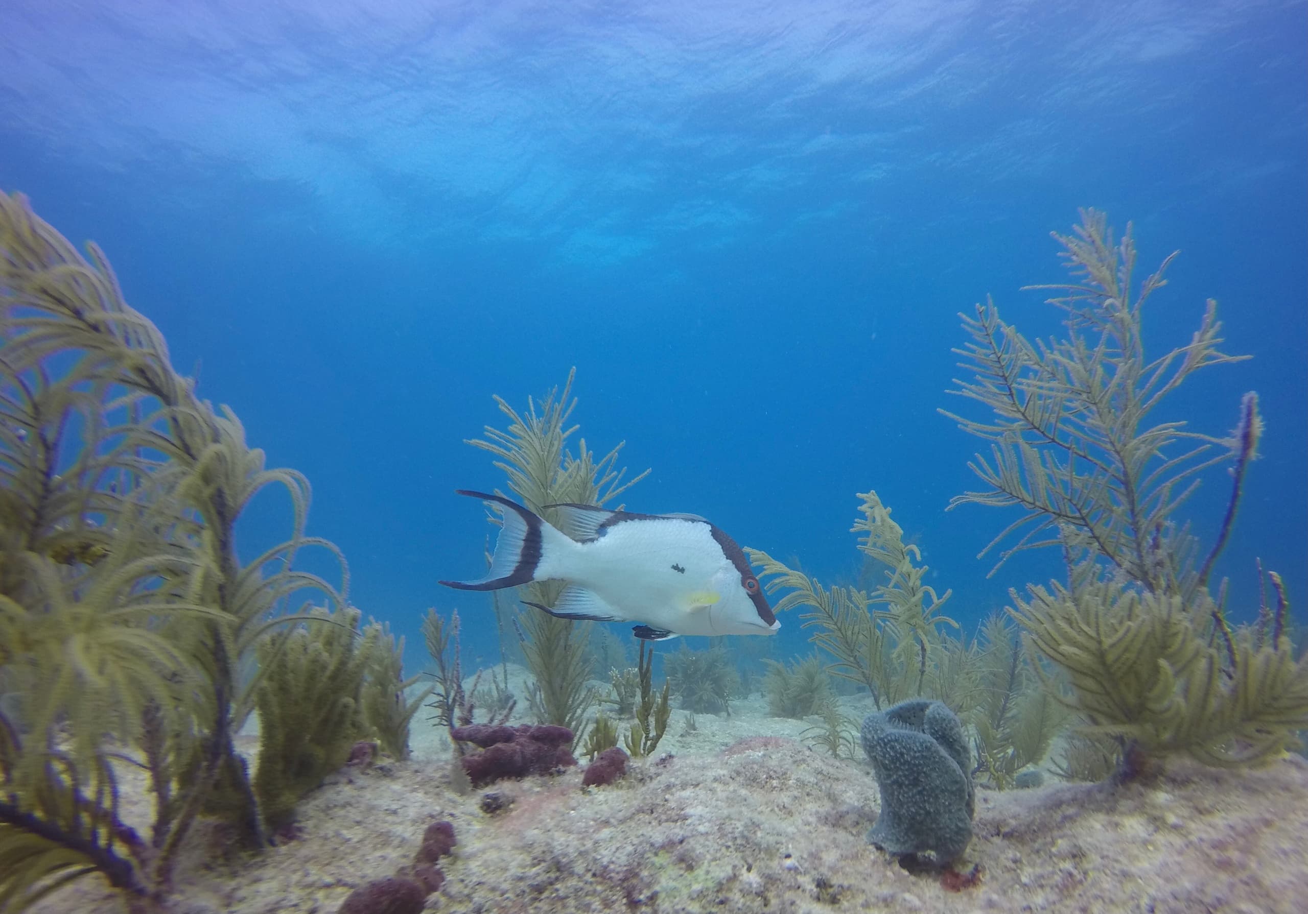 Colorful reef scene with tropical fish and clear blue water