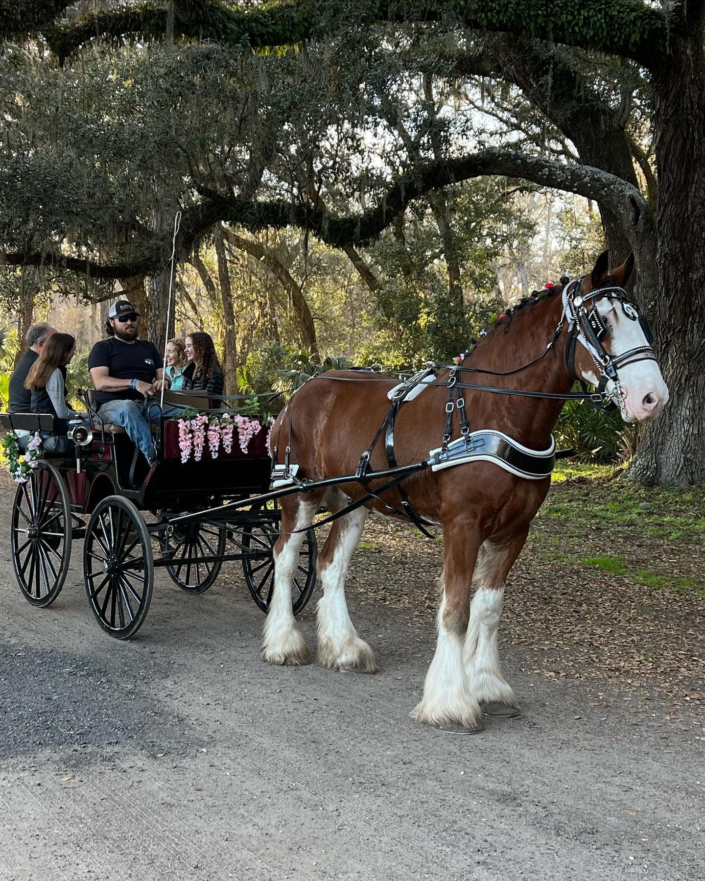 Horse-Drawn Carriage Rides at Lawton Stables, Hilton Head Island