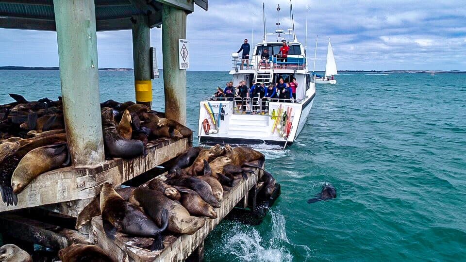 Dolphin and Seal Sightseeing with Moonraker in Sorrento