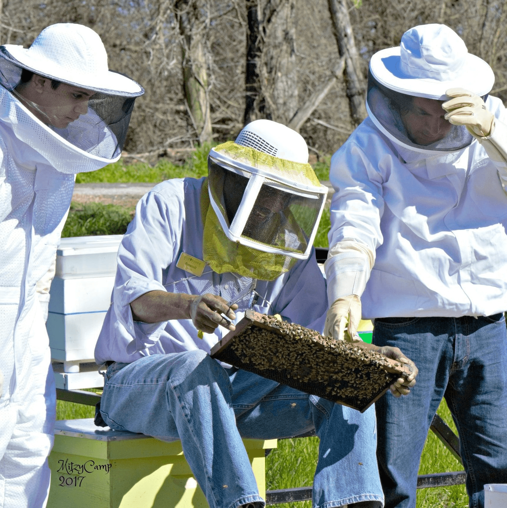 Discover the Art of Beekeeping with a Private Lesson in Navasota, Texas