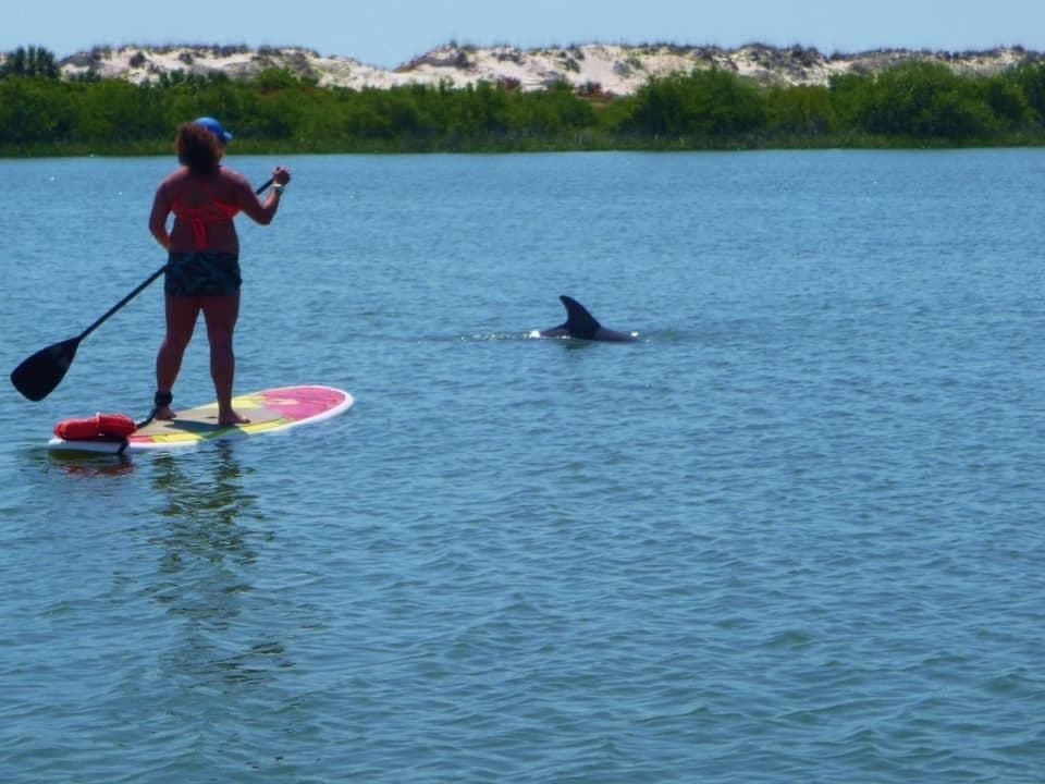 Paddleboarding Wildlife Tours in St. Augustine FL