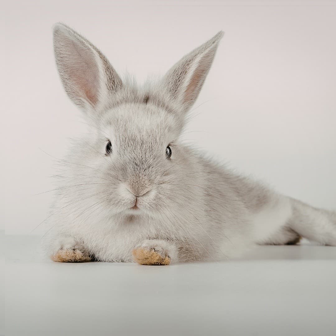 An Hour with Rescue Rabbits: Bunny Hangout in South Barrington
