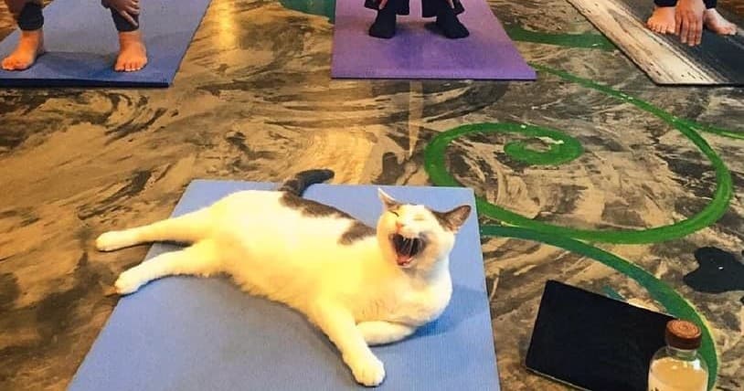 Seattle Meowtropolitan fleet