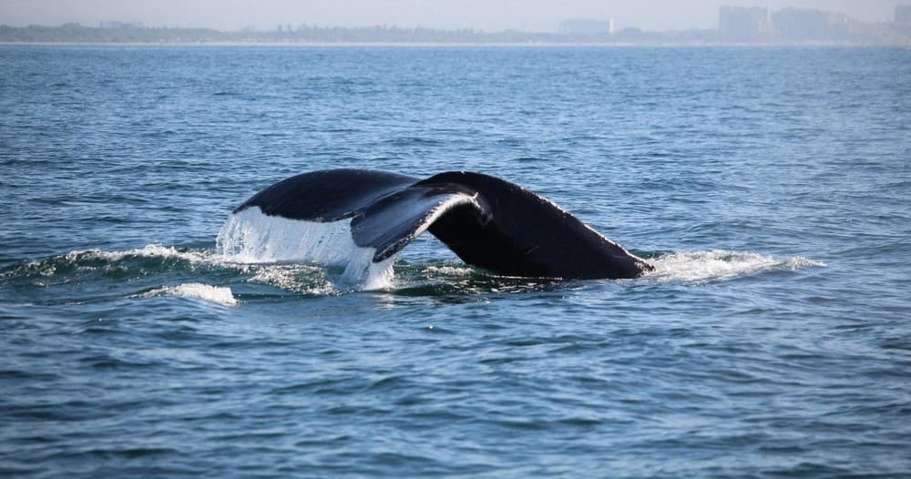 Whale Watching Experience | Sightseeing Tour in Puerto Vallarta | Guided Tour, Boat Tour, Water Activities, Whale Watch