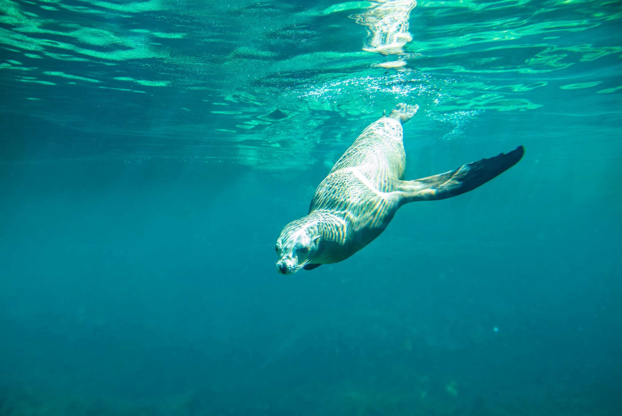 Curious sea lion swimming underwater in clear turquoise sea