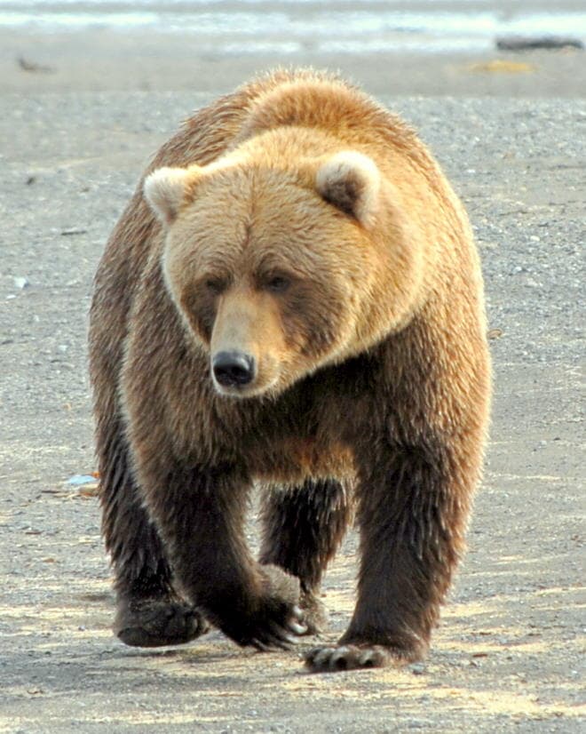 Alaska Bear Safaris fleet