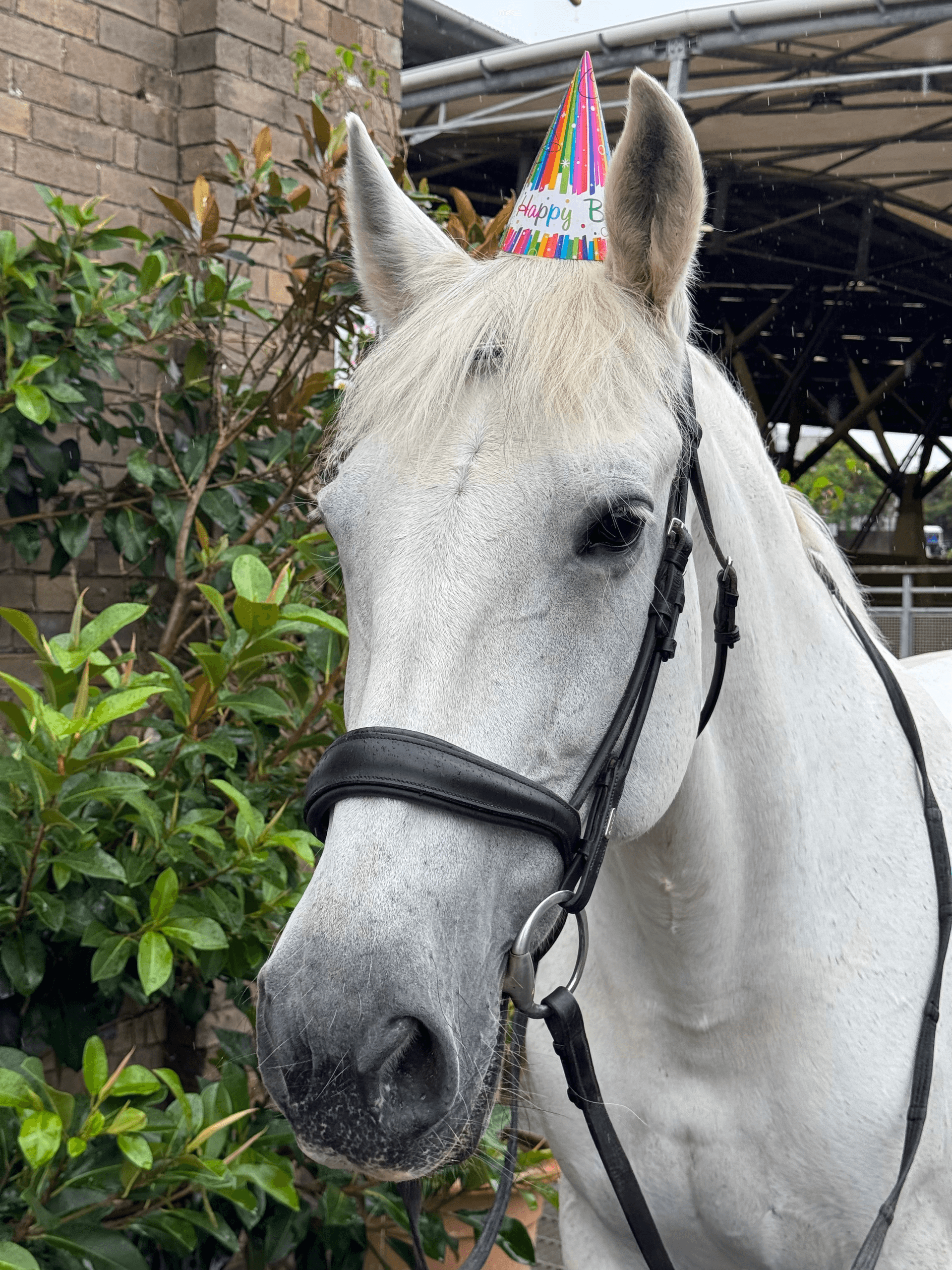 White horse portrait outdoors wearing party hat at stable