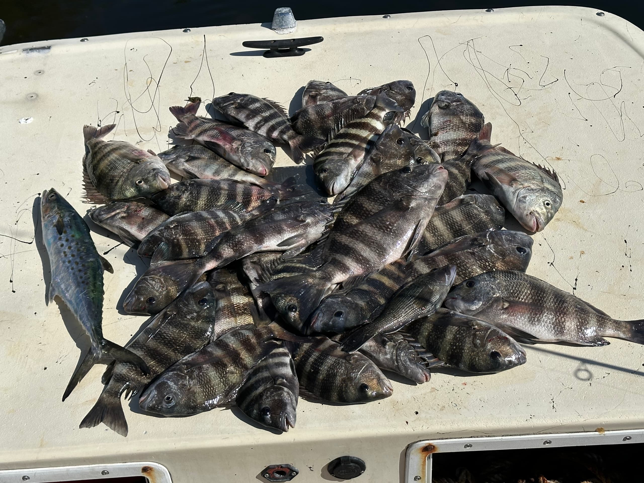 Heap of sheepshead and mackerel on boat deck after offshore trip