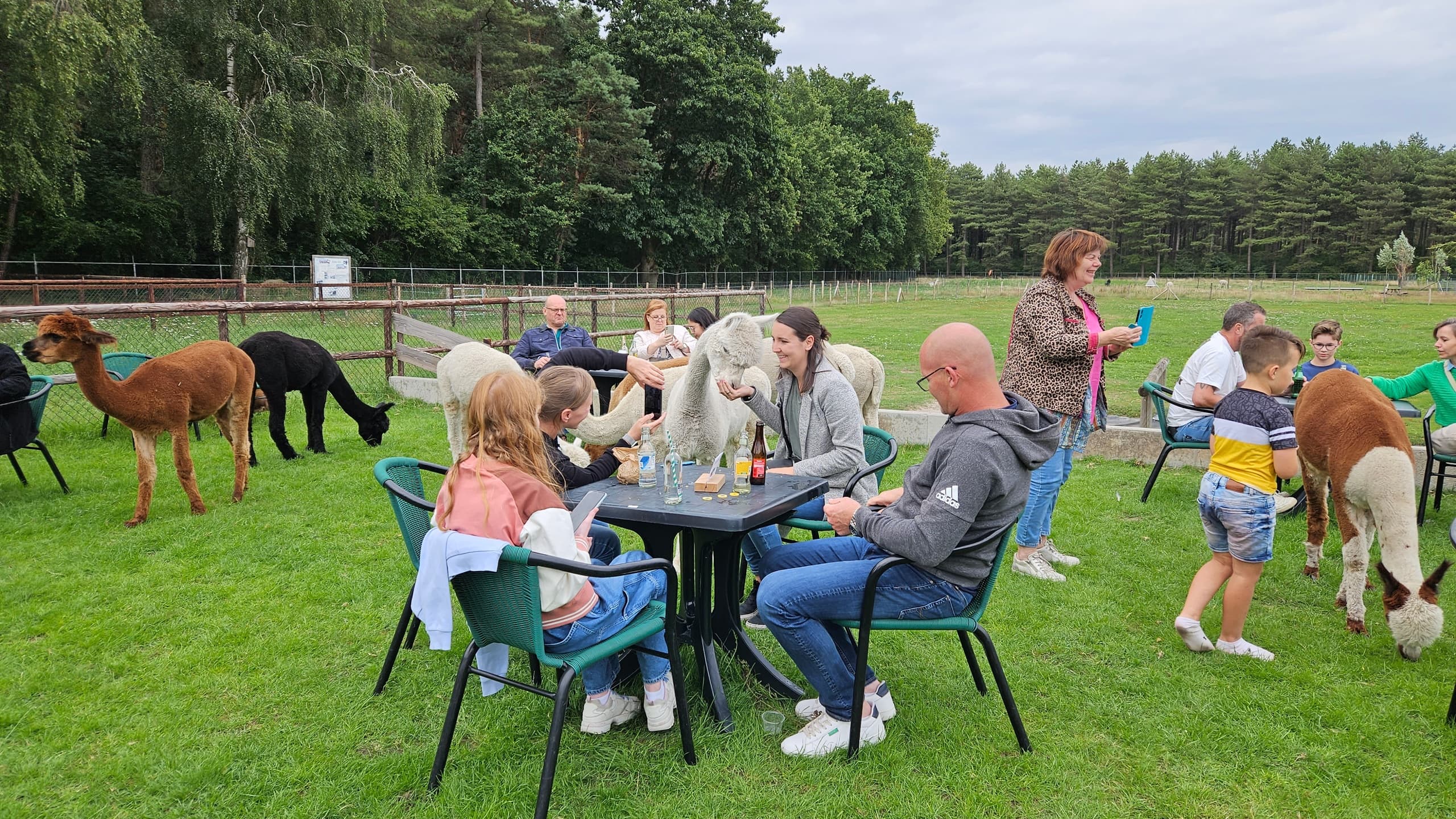 Land Adventures at Ambras op 't Terras – Dutch Alpaca Farm Experience