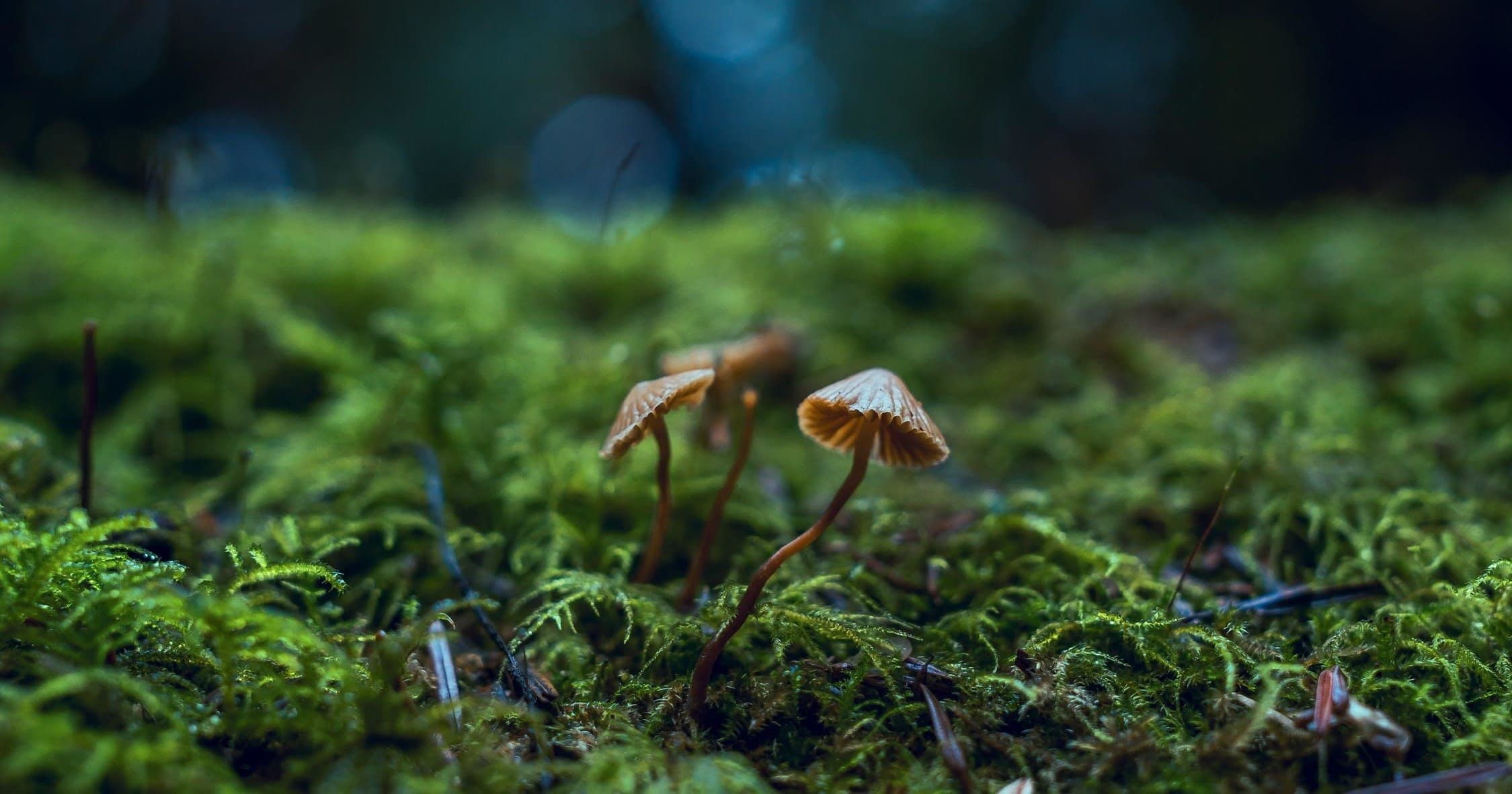 Wild Mushroom Foraging Tour with Very Muy Epico