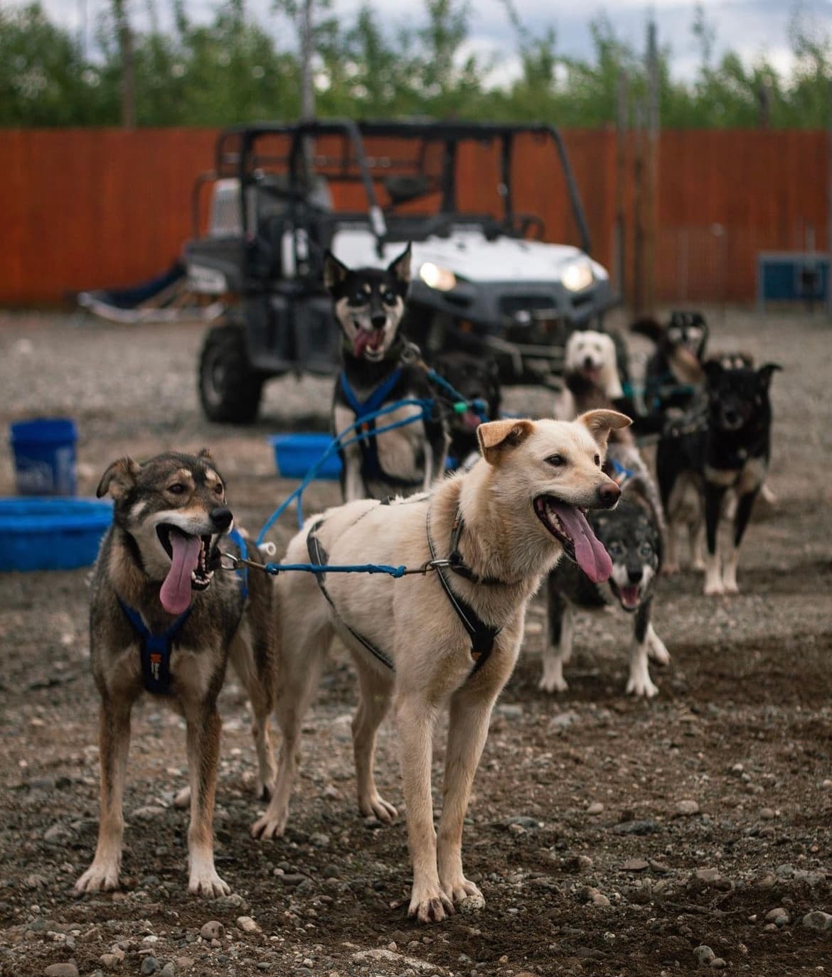 Mushing team resting at dog yard with ATVs in background