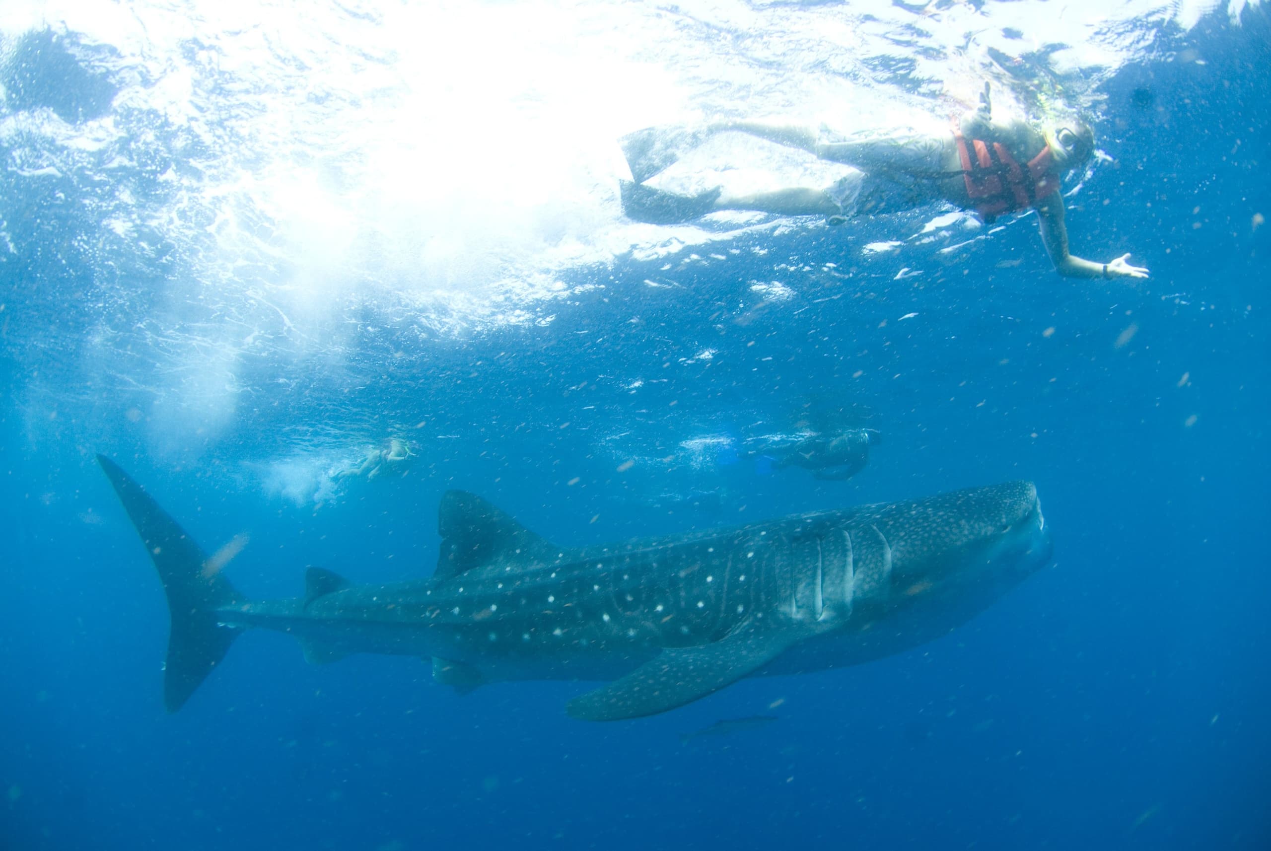 Whale Shark Tour Adventure in Cancún, Mexico
