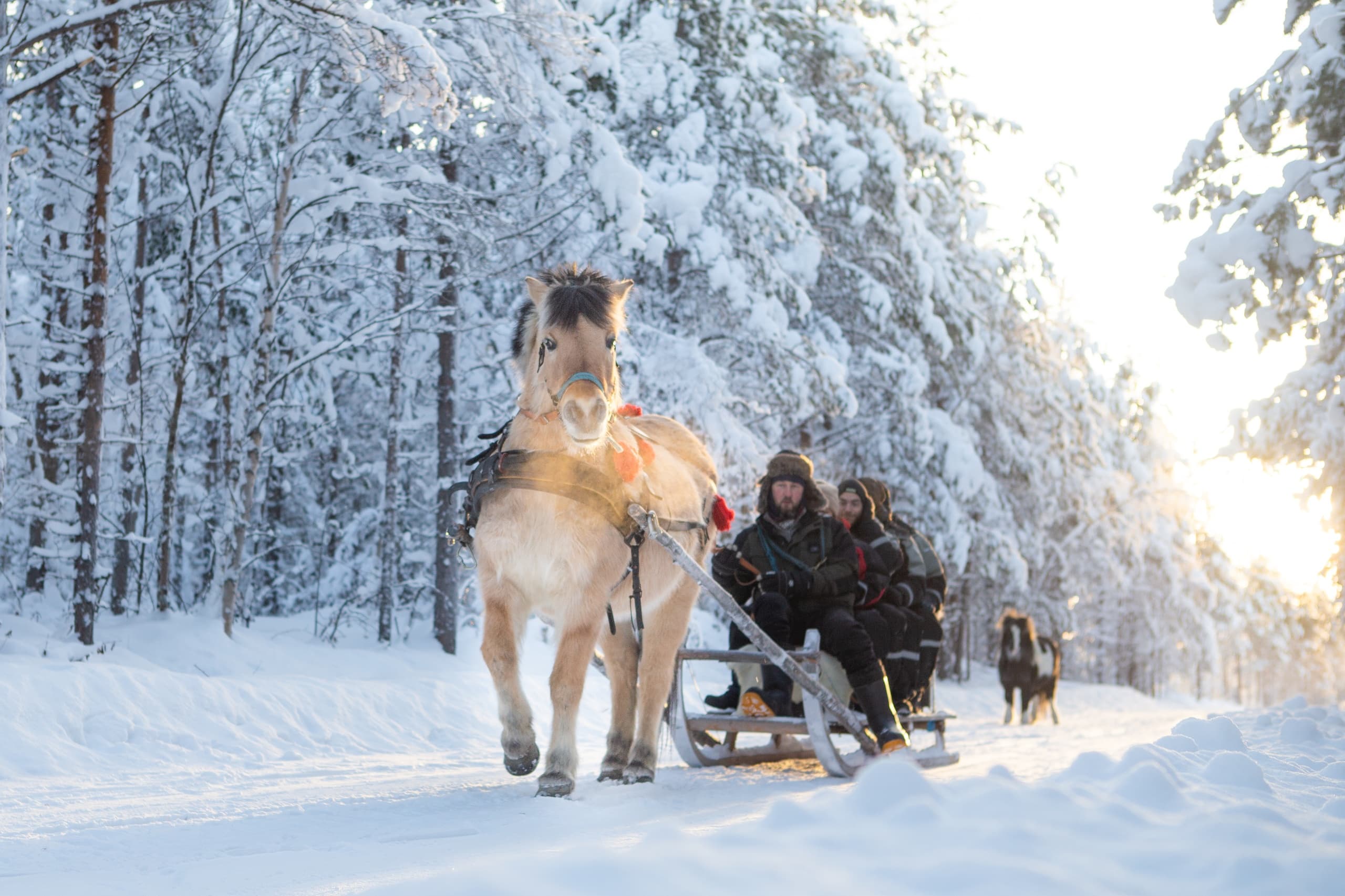 Horse Sleigh Ride in the Arctic at Apukka Resort, Rovaniemi
