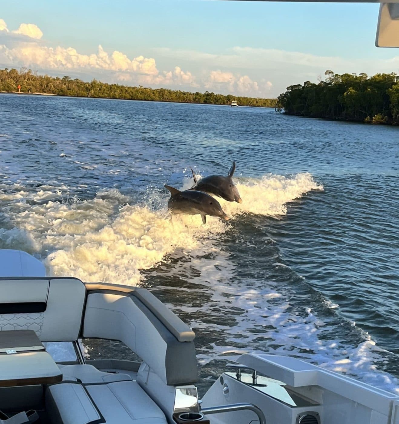 Dolphin in Naples, Florida