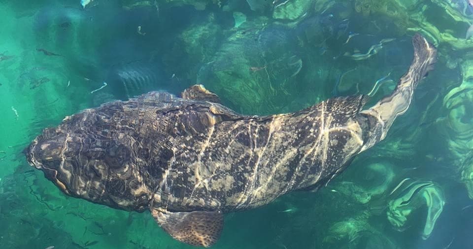 Aerial view of large grouper swimming in clear tropical water
