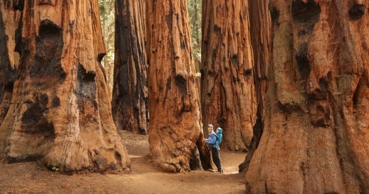 Sequoia Majesty Small-Group Tour from Three Rivers