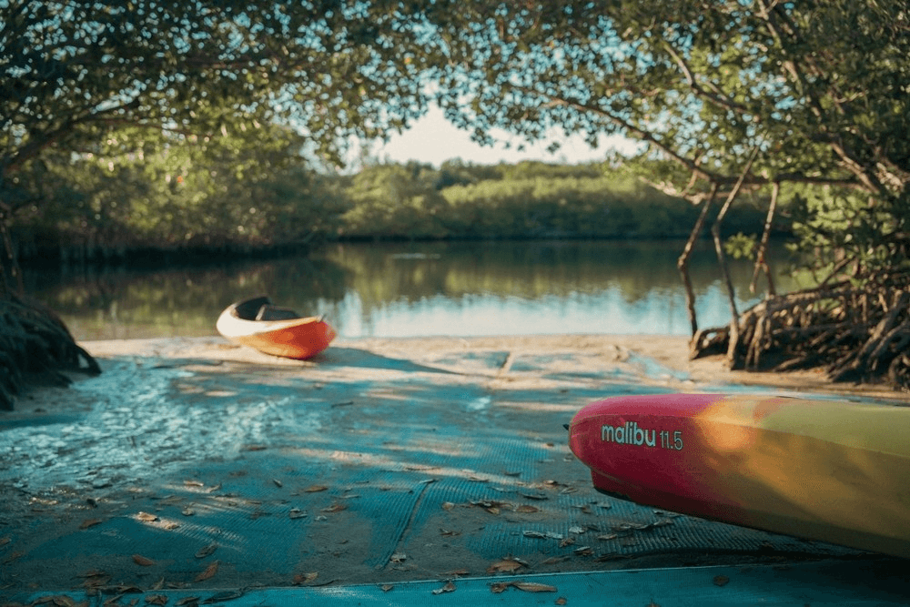 Kayaks beached among mangroves on tidal estuary, peaceful shore
