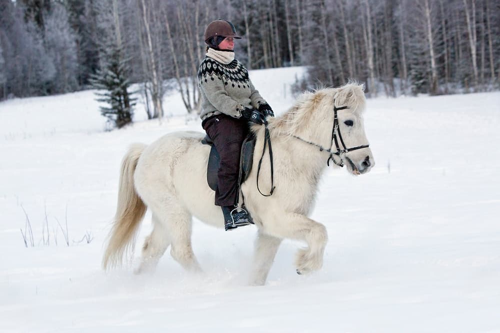 Rider trotting white Icelandic horse through deep snow