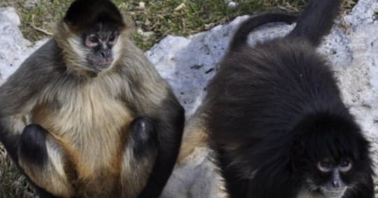 Two spider monkeys resting on rocks during wildlife tour