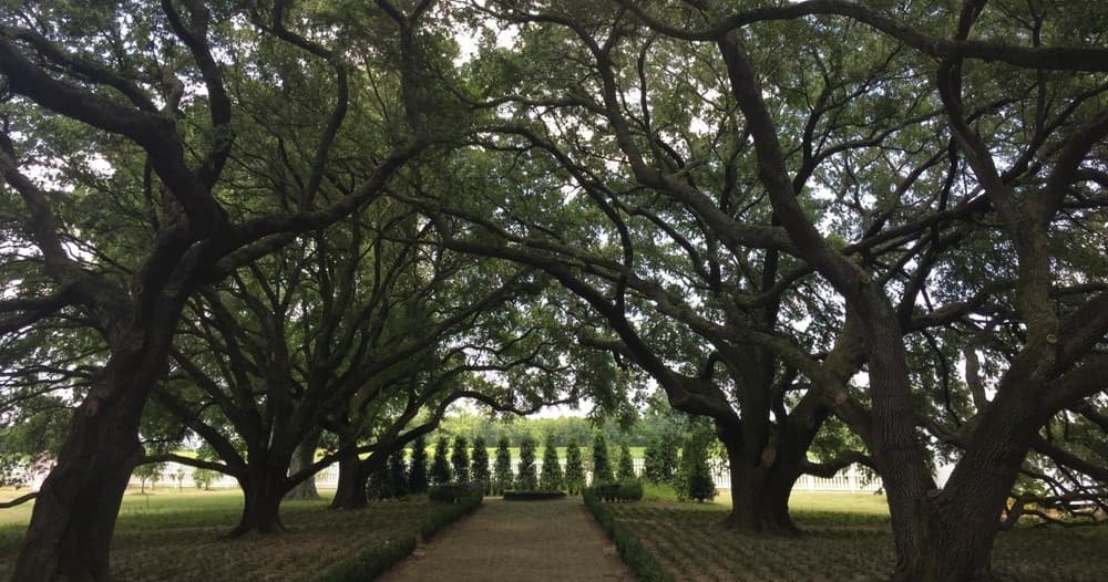 Shaded live oak tunnel walkway at plantation grounds, peaceful walk