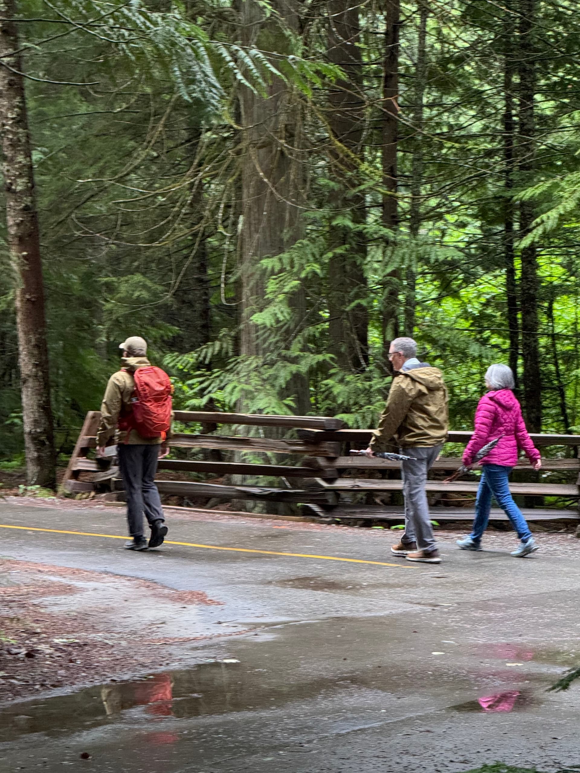 Group walkers on rainy paved park trail amid tall conifers