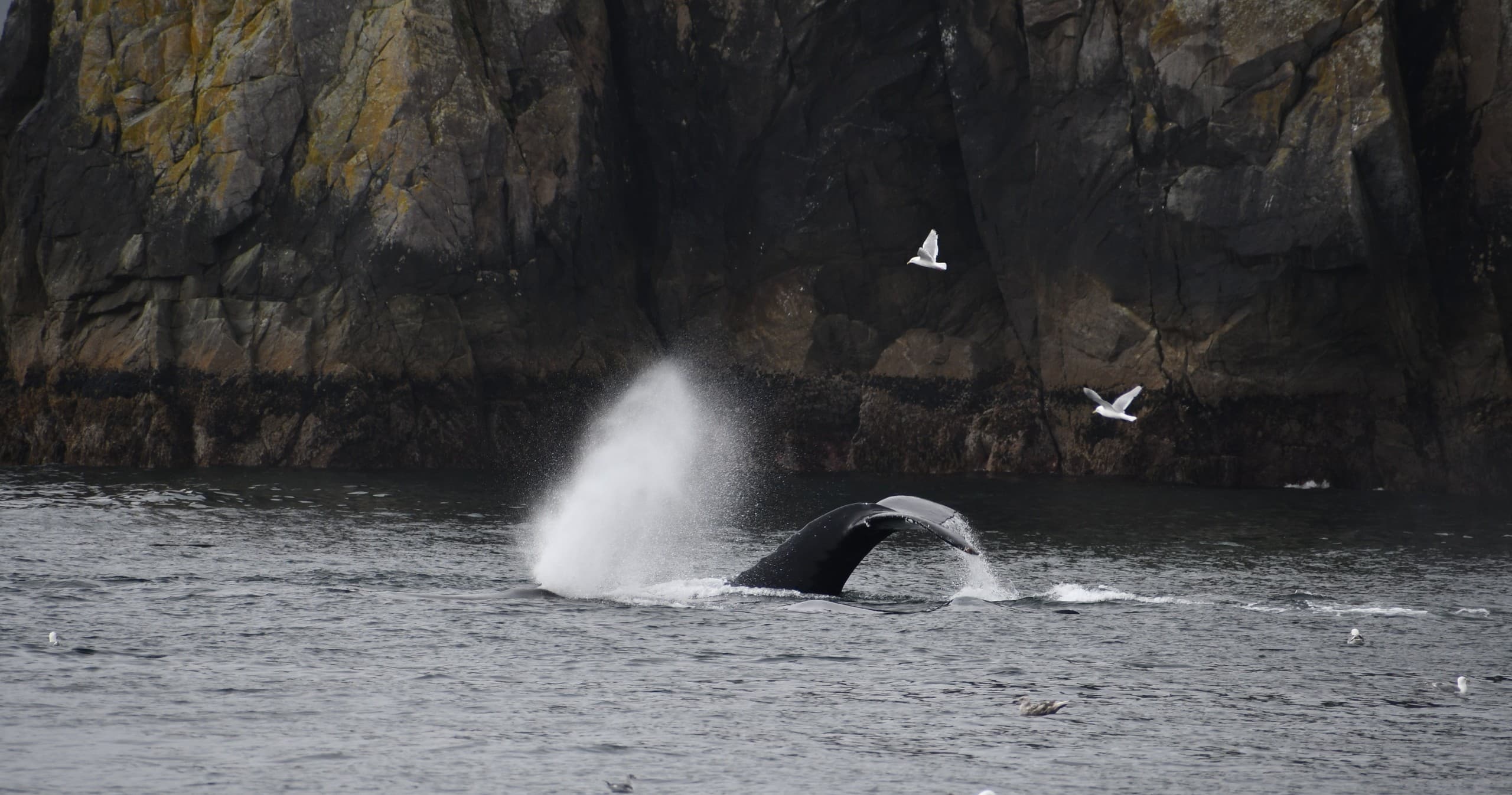 Two-Hour Resurrection Bay Cruise from Orca Island Cabins — Wildlife & Glacier Views photo 3