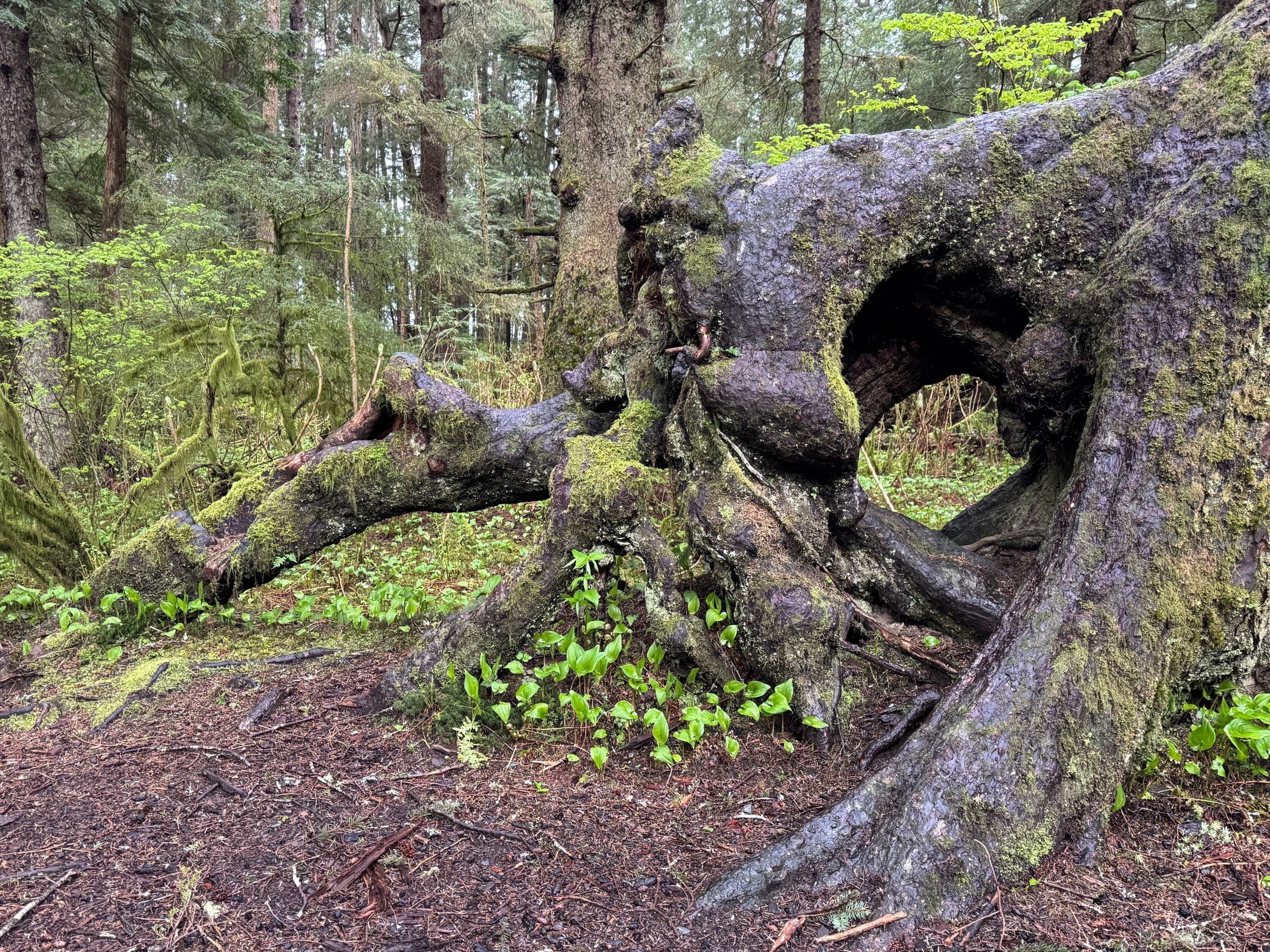 Mosquito Cove Estuary Walk: Guided Sitka Hike for Tidal Life and Wildlife photo 3
