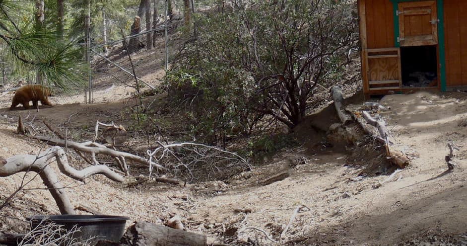 Brown mammal walking in dry wooded ranch enclosure