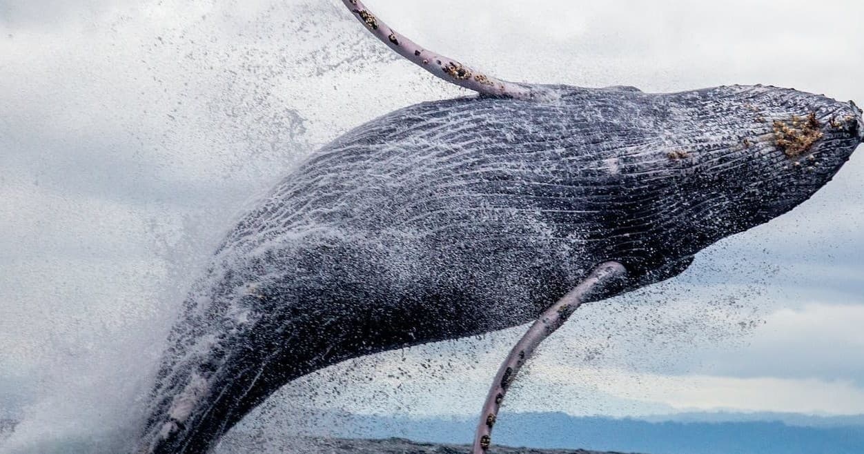 Breaching humpback whale leaping from ocean near coastline