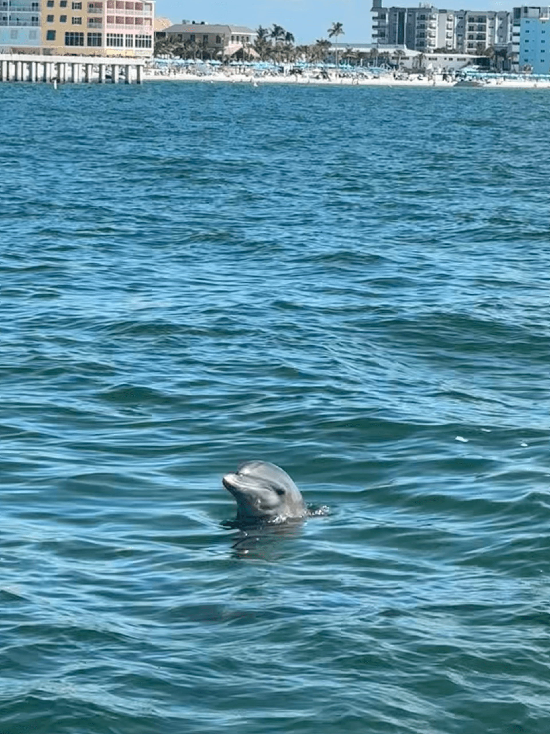Backbay Dolphin Cruise in Fort Myers Beach — 2-Hour Wildlife & Scenic Boat Trip photo 2