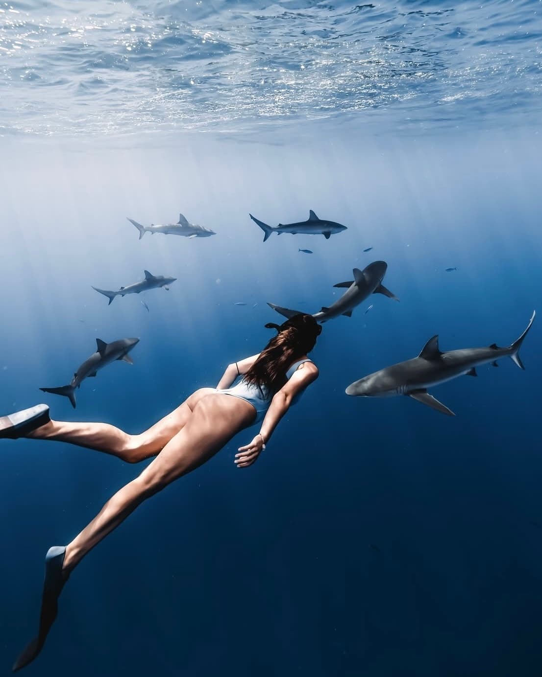 San Diego Shark Diving and Underwater Photography Excursion — Capture Pacific Predators