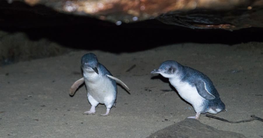 Wildlife & Night Walks at Penneshaw Penguin Centre