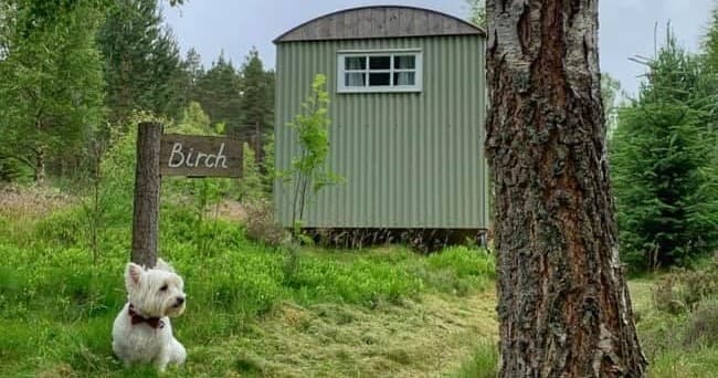 Wildlife & Glamping in Scottish Countryside at Shepherd's Hut