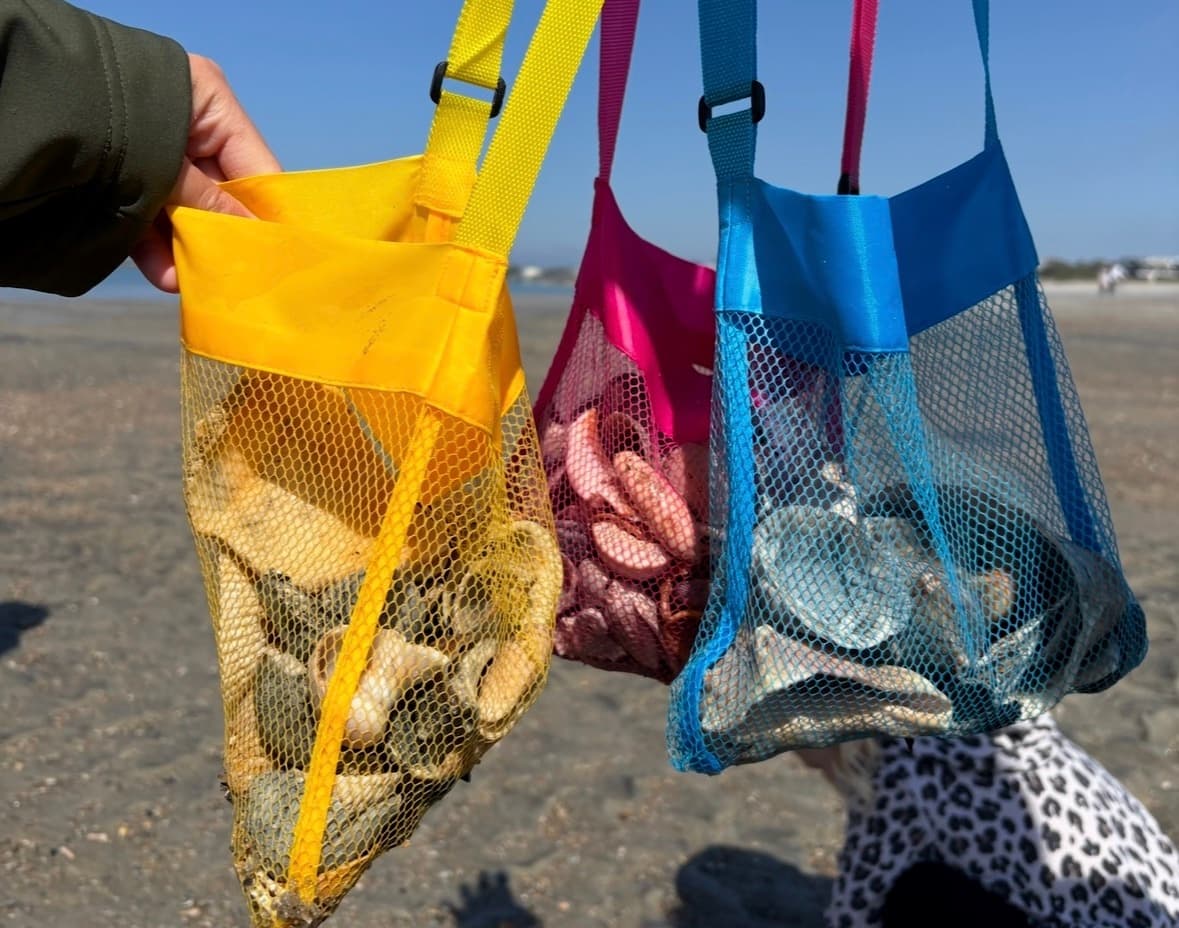 Tybee Shelling Tour: Find Shark Teeth, Shells & Coastal Treasures on Tybee Island