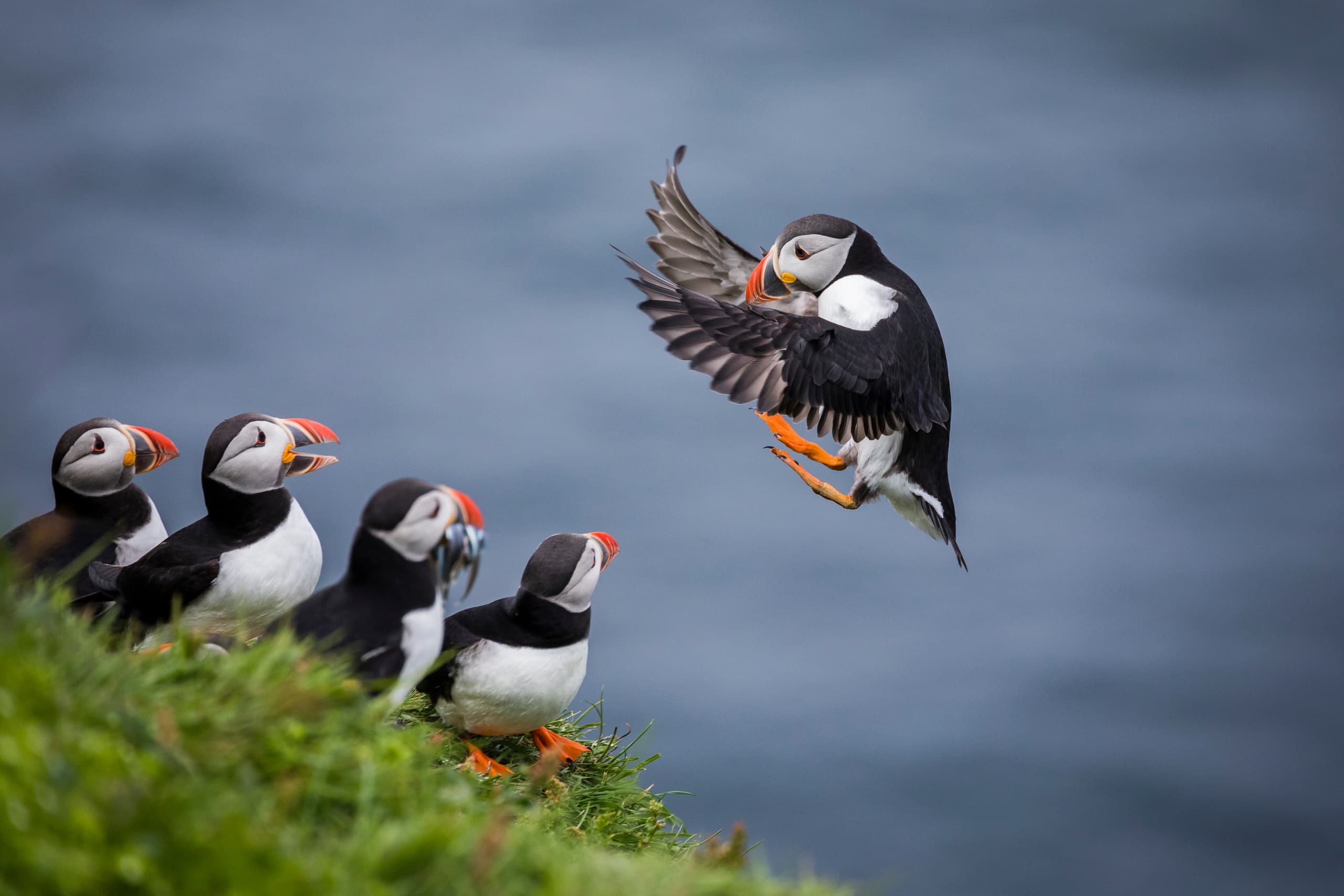 Bird Sanctuary & Seal Colony Tour with Golden Gate Farne Islands Boat Trips in Northumberland