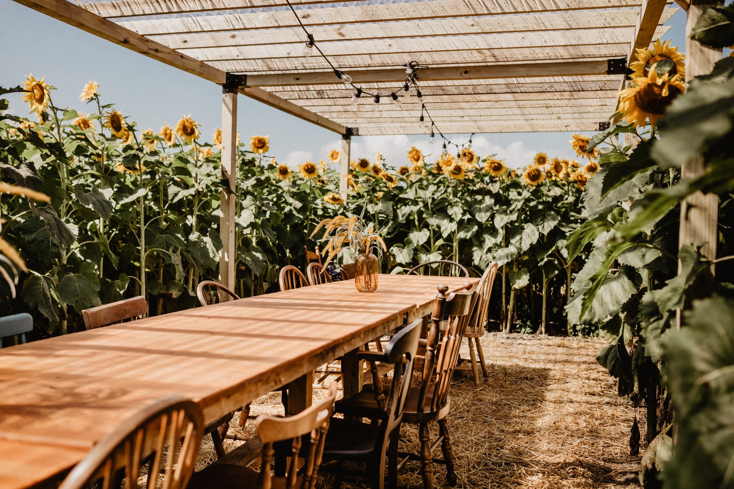 Chef Amber's 7-Course Sunflower Dinner in Concord, NH