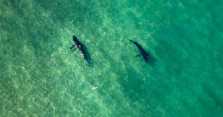 Aerial view of two white sharks swimming in clear coastal water