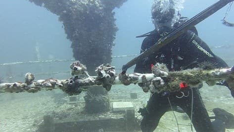 PADI Deep Diver Specialty: Two-Day Deep Diving Course in Fort Walton Beach