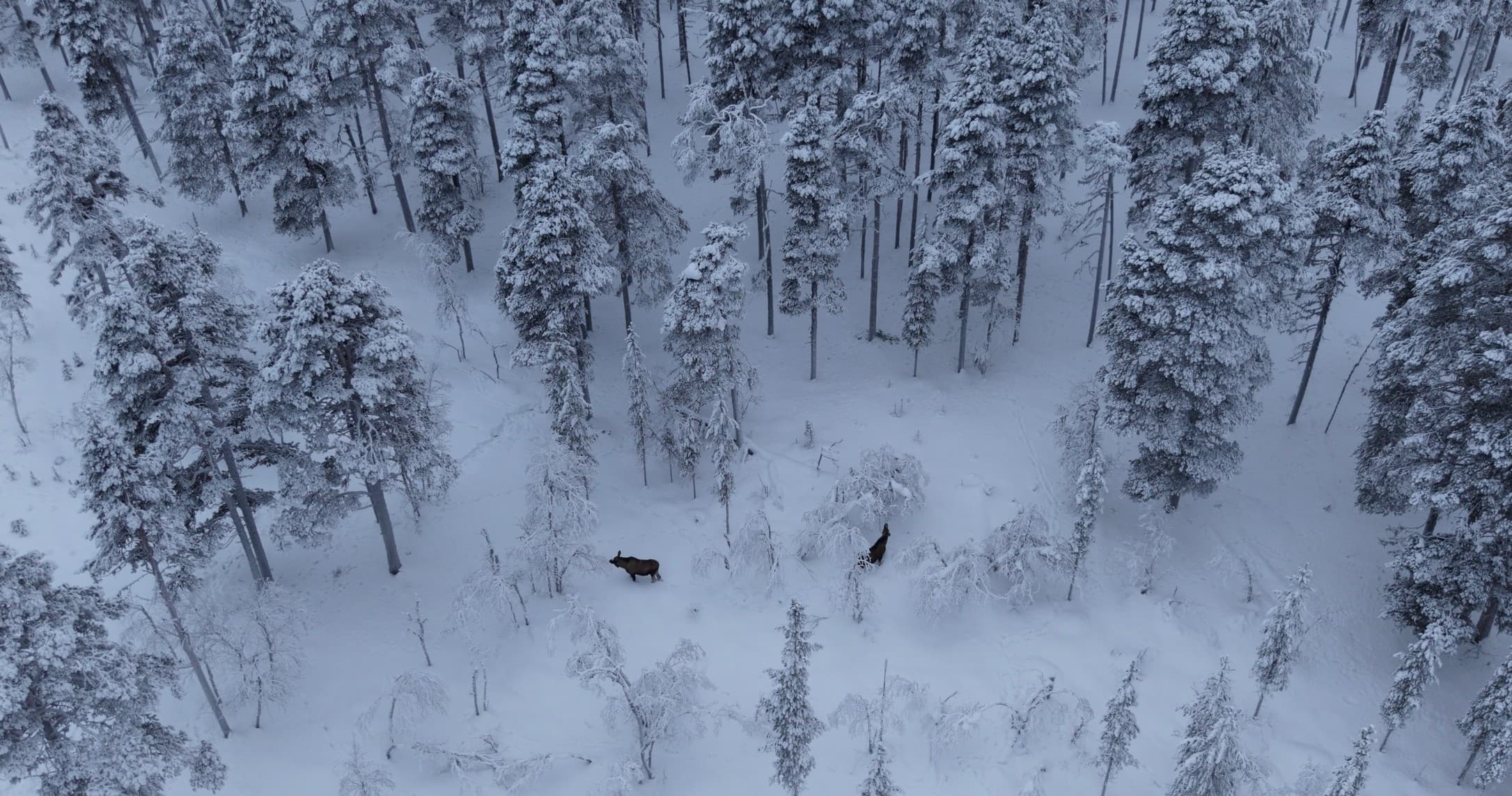 Arctic Moose Safari: Small-Group Wildlife Watching near Inari, Finland photo 1