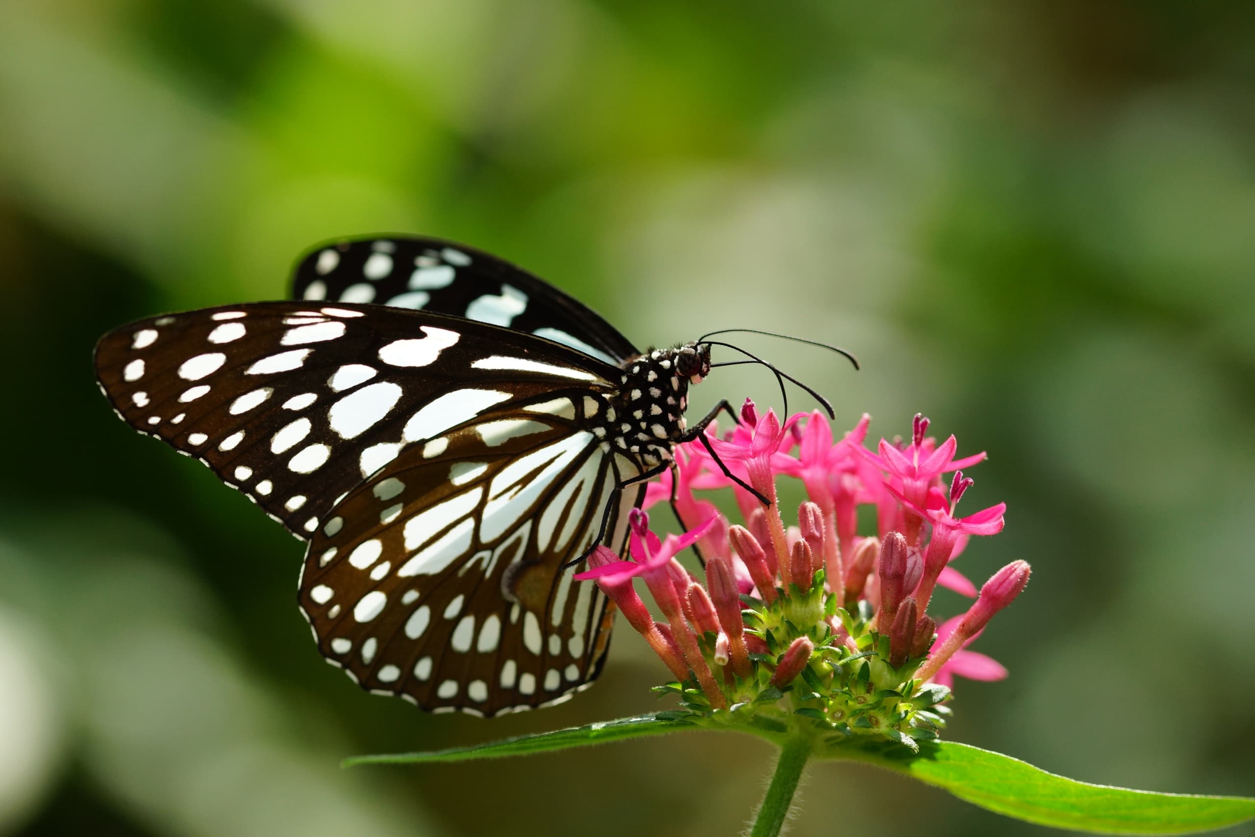 Black-and-white butterfly nectaring on pink garden flowers outdoors