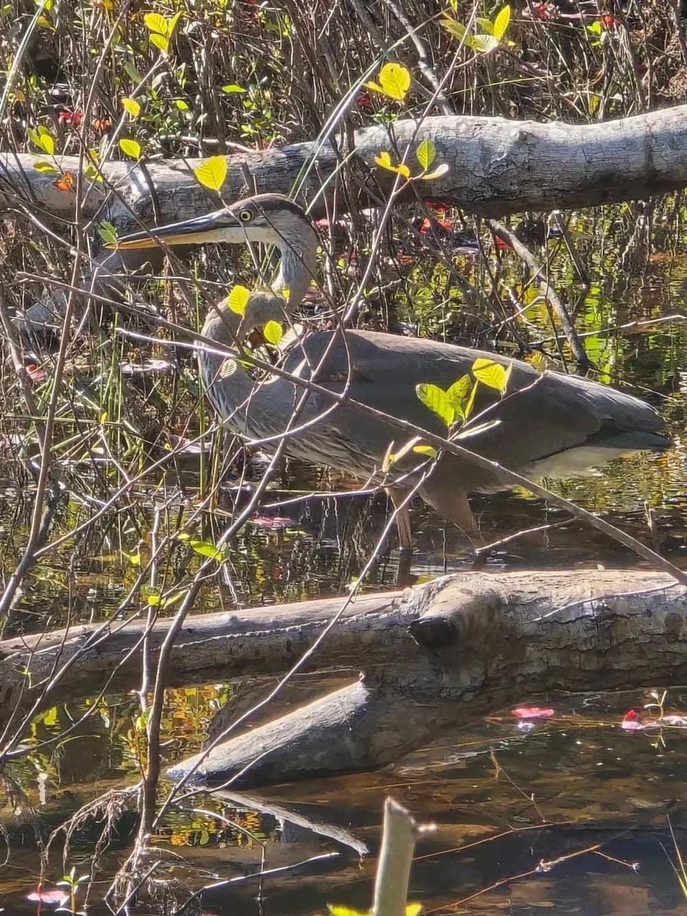 Rockefeller Carriage Road E-Bike Tour: Explore Acadia's Hidden Ponds & Lakes photo 3