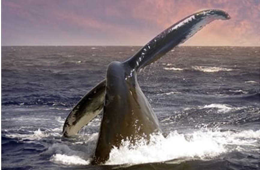 Whale Tails and Sunset Sails: Oʻahu Whale-Watching Sunset Cruise from Waianae