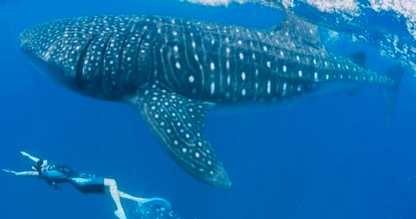 Wide shot of whale shark with snorkeler in clear blue ocean