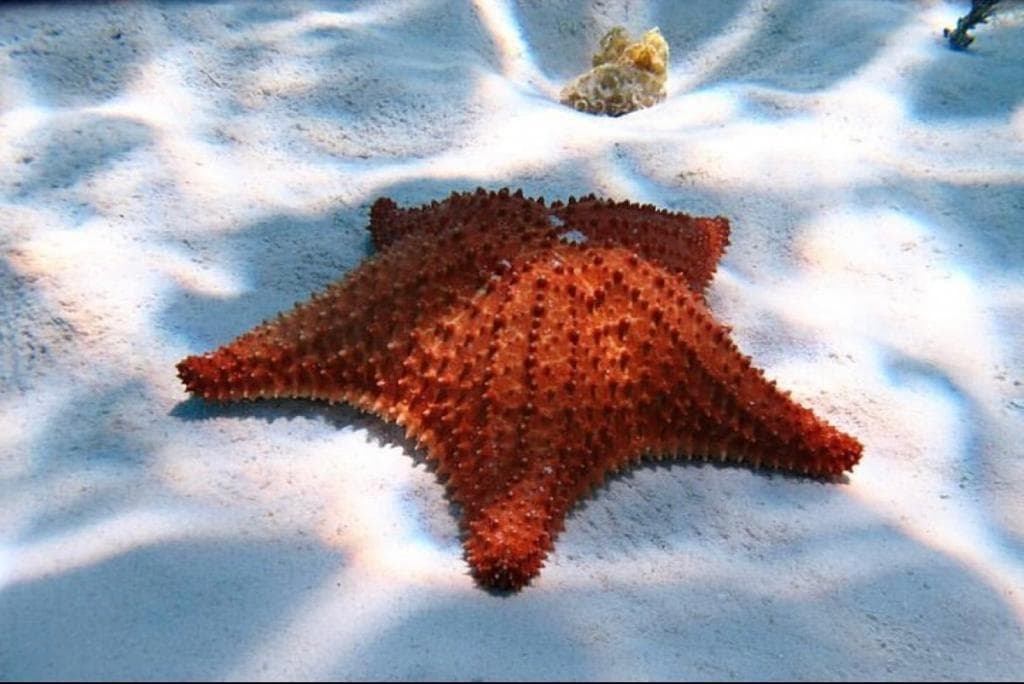 Snorkeling Adventure at Cozumel’s Reefs with Cozumel Tours