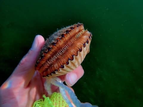 Water Activities & Crystal River Island Tours: A Scenic Shellfish Adventure