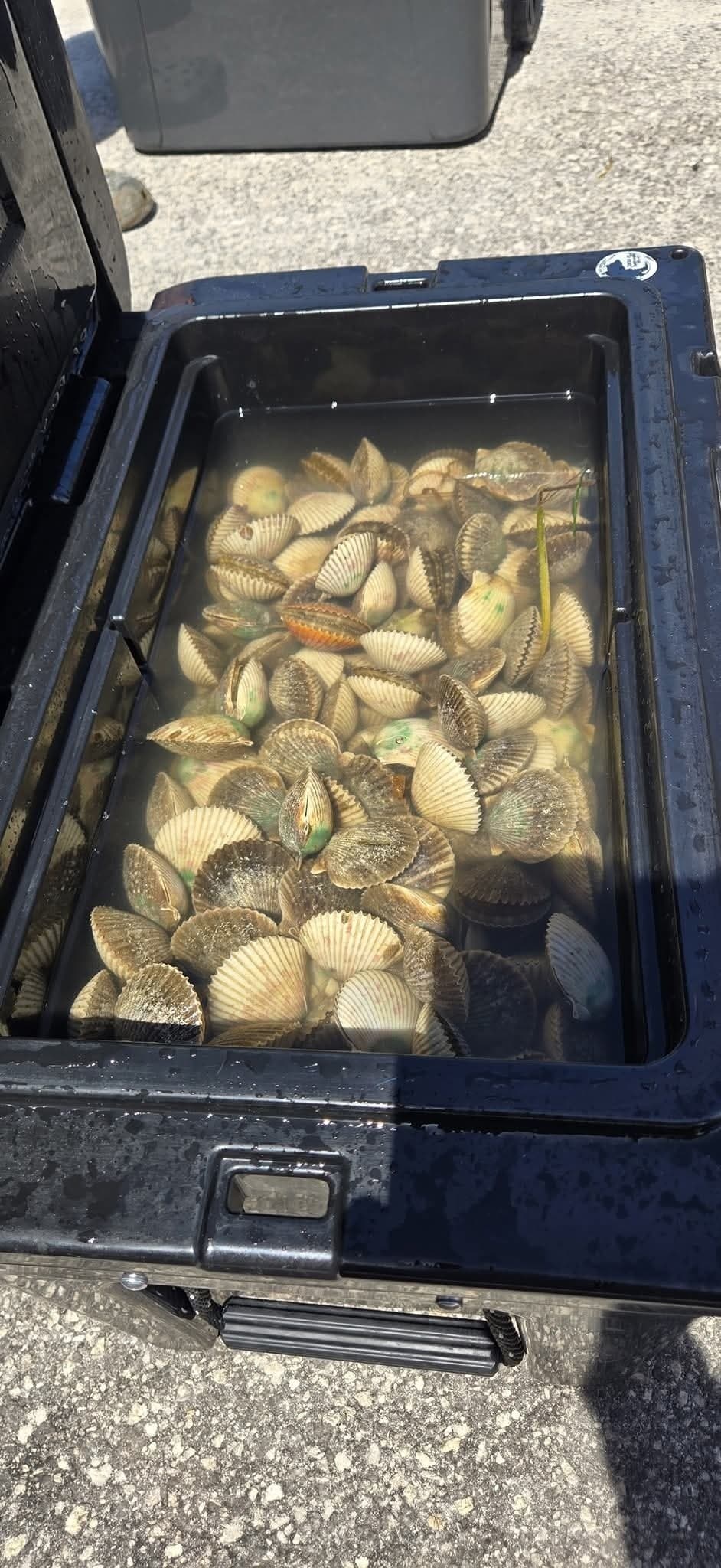 Family Scalloping Adventure on Sweet N' Salty — Nature Coast Day Trip photo 4
