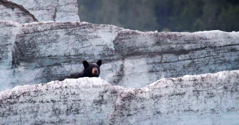 Wildlife & Scenic Tours at Chugach Adventures